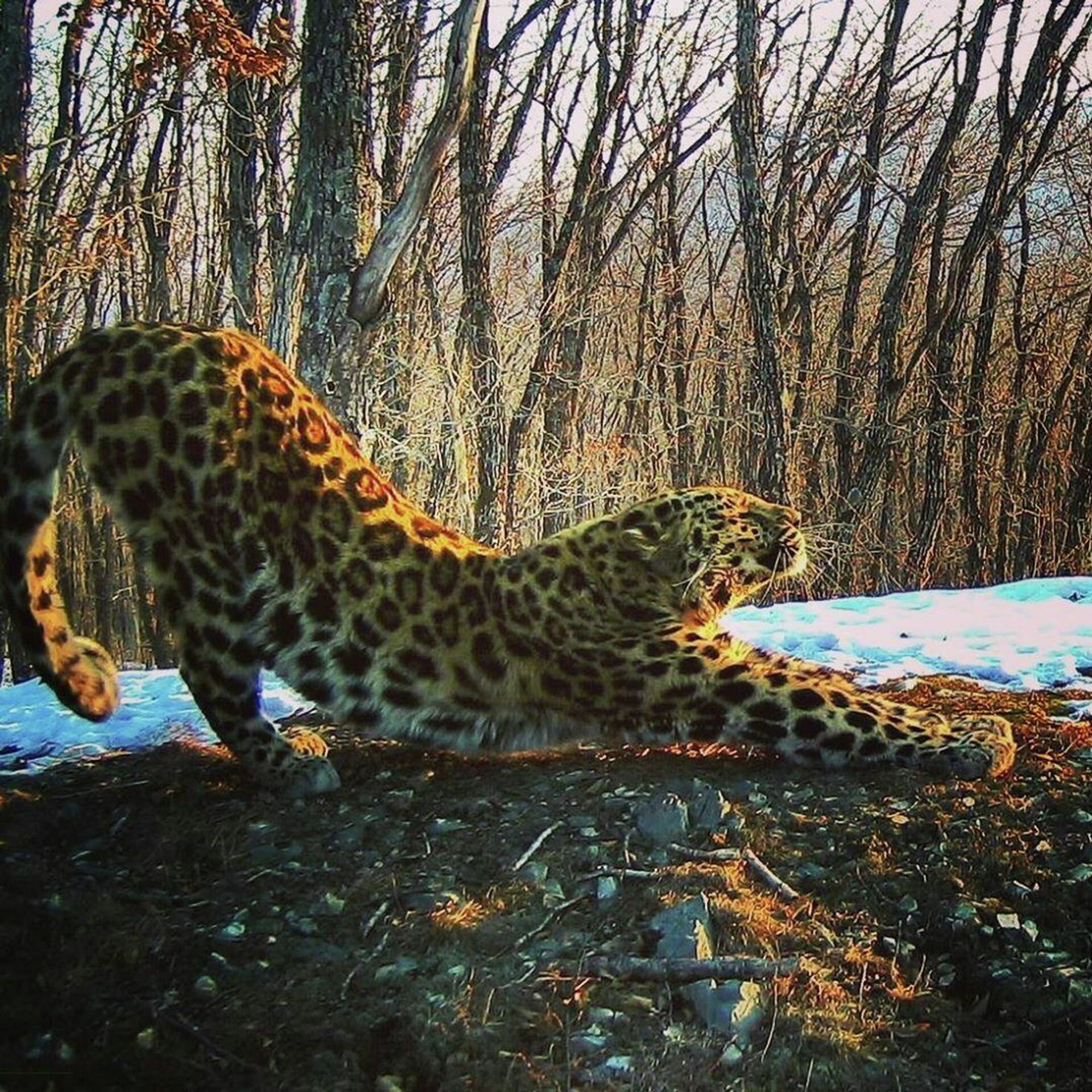 V Rossii Vyrosla Populyaciya Dalnevostochnogo Leoparda Ria Novosti 06 04 2020