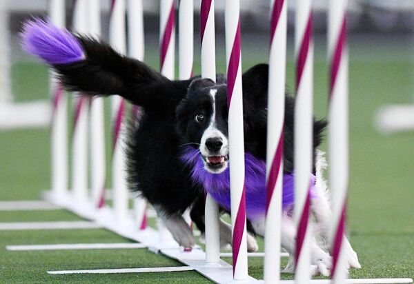 Собака на ежегодной выставке 2020 Westminster Kennel Club Dog Show в Мэдисон-Сквер-Гарден в Нью-Йорке Собака на ежегодной выставке 2020 Westminster Kennel Club Dog Show в Мэдисон-Сквер-Гарден в Нью-Йорке
