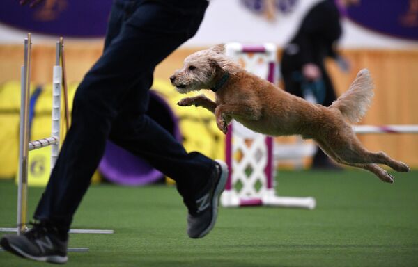 Собака на ежегодной выставке 2020 Westminster Kennel Club Dog Show в Мэдисон-Сквер-Гарден в Нью-Йорке Собака на ежегодной выставке 2020 Westminster Kennel Club Dog Show в Мэдисон-Сквер-Гарден в Нью-Йорке