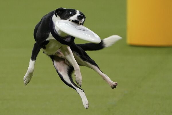 Собака на ежегодной выставке 2020 Westminster Kennel Club Dog Show в Мэдисон-Сквер-Гарден в Нью-Йорке Собака на ежегодной выставке 2020 Westminster Kennel Club Dog Show в Мэдисон-Сквер-Гарден в Нью-Йорке