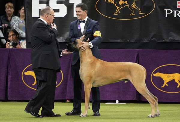 Собака породы немецкий дог на ежегодной выставке 2020 Westminster Kennel Club Dog Show в Мэдисон-Сквер-Гарден в Нью-Йорке Собака породы немецкий дог на ежегодной выставке 2020 Westminster Kennel Club Dog Show в Мэдисон-Сквер-Гарден в Нью-Йорке