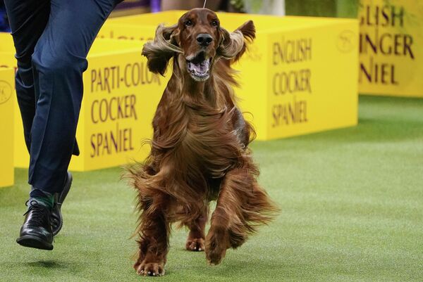Собака породы Филд-спаниель на ежегодной выставке 2020 Westminster Kennel Club Dog Show в Мэдисон-Сквер-Гарден в Нью-Йорке Собака породы Филд-спаниель на ежегодной выставке 2020 Westminster Kennel Club Dog Show в Мэдисон-Сквер-Гарден в Нью-Йорке