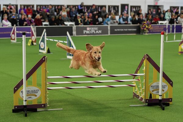 Собака на ежегодной выставке 2020 Westminster Kennel Club Dog Show в Мэдисон-Сквер-Гарден в Нью-Йорк Собака на ежегодной выставке 2020 Westminster Kennel Club Dog Show в Мэдисон-Сквер-Гарден в Нью-Йорк