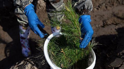 Посадить дерево можно сидя дома на диване Посадить дерево можно сидя дома на диване