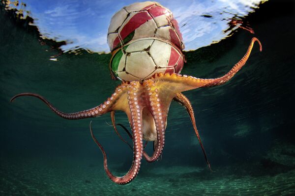 Pasquale Vassallo. Работа победителя конкурса The Underwater Photographer of the Year 2020 Pasquale Vassallo. Работа победителя конкурса The Underwater Photographer of the Year 2020