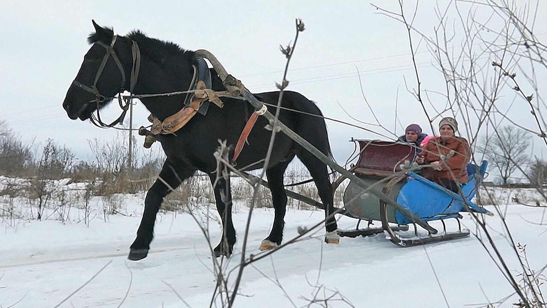 Животные с дцп фото