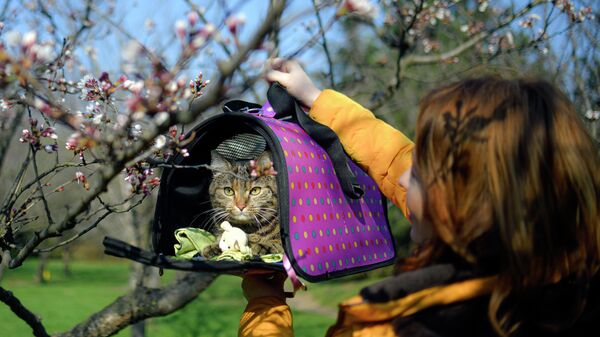 Девушка с котом в парке в Бухаресте Девушка с котом в парке в Бухаресте