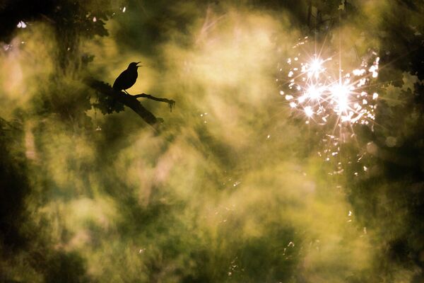 Работа фотографа Jan Piecha, победителя в категории Студия Природы в фотоконкурсе GDT Nature Photographer of the Year 2020 Работа фотографа Jan Piecha, победителя в категории Студия Природы в фотоконкурсе GDT Nature Photographer of the Year 2020