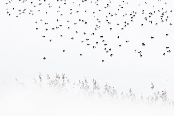 Работа фотографа Christoph Kaula в категории Птицы в фотоконкурсе GDT Nature Photographer of the Year 2020 Работа фотографа Christoph Kaula в категории Птицы в фотоконкурсе GDT Nature Photographer of the Year 2020