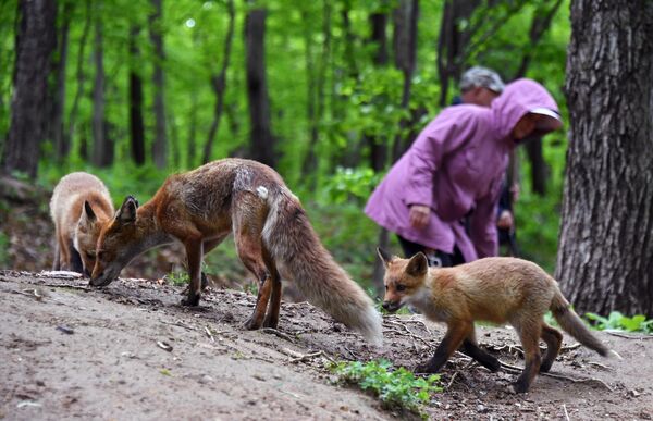 Летучие лисы на мальдивах фото и описание