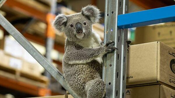 В Австралии любопытная коала заглянула на склад