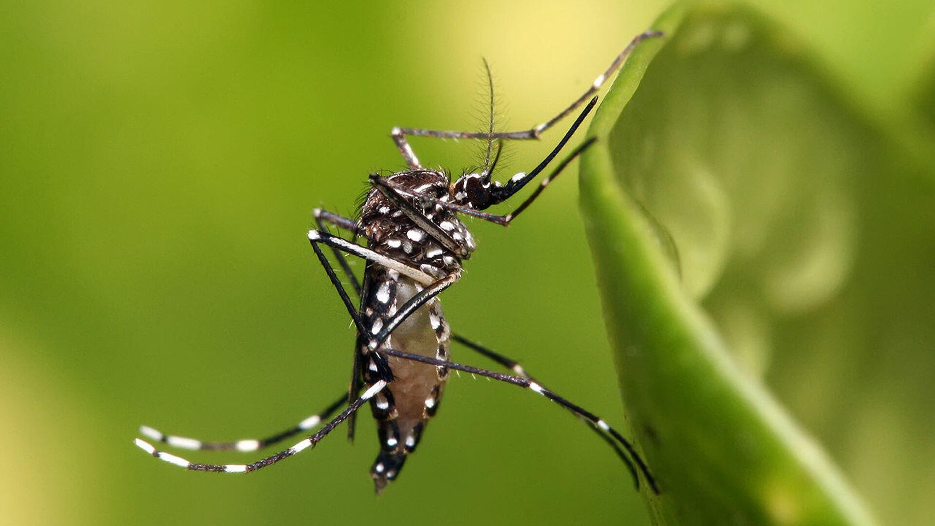 "Ядерный удар по комарам": как радиация поможет в борьбе с малярией?