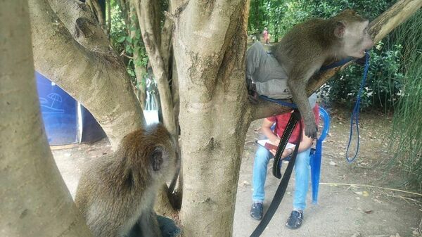 В Сочи фотограф измывался над обезьянкой-моделью