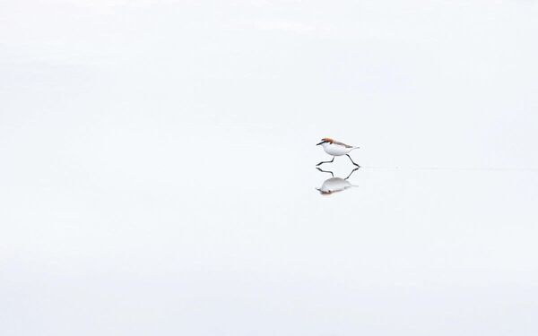 Georgina Steytler. Работа победителя конкурса Bird Photographer of the Year 2020 Georgina Steytler. Работа победителя конкурса Bird Photographer of the Year 2020