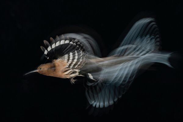 Gadi Shmila. Работа победителя конкурса Bird Photographer of the Year 2020 Gadi Shmila. Работа победителя конкурса Bird Photographer of the Year 2020