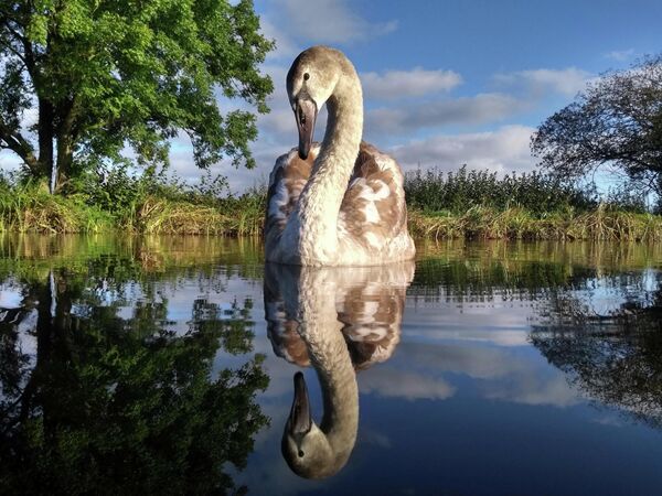 Adam Lake. Работа победителя конкурса Bird Photographer of the Year 2020 Adam Lake. Работа победителя конкурса Bird Photographer of the Year 2020