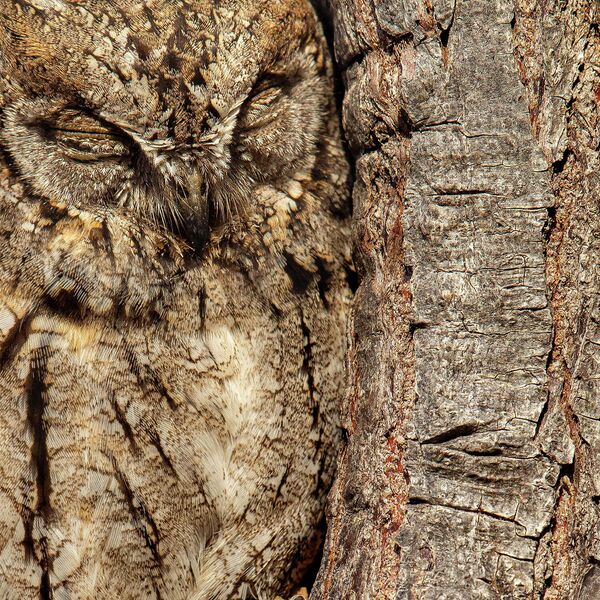 Moshe Cohen. Работа победителя конкурса Bird Photographer of the Year 2020 Moshe Cohen. Работа победителя конкурса Bird Photographer of the Year 2020