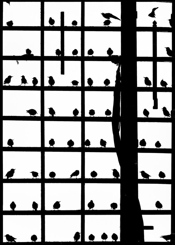 Robert Sommer. Работа победителя конкурса Bird Photographer of the Year 2020 Robert Sommer. Работа победителя конкурса Bird Photographer of the Year 2020