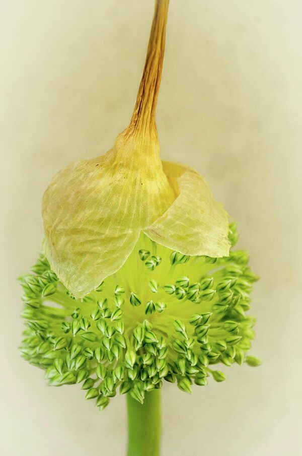Ingeborg Hartgerink-Grandia. Работа участника конкурса IGPOTY Macro Art 14 Ingeborg Hartgerink-Grandia. Работа участника конкурса IGPOTY Macro Art 14