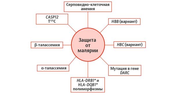 Защита от малярии Защита от малярии