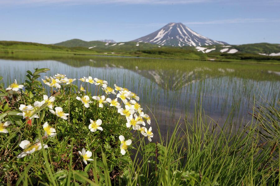 Южно-Камчатский заказник Южно-Камчатский заказник