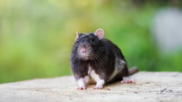 Ученые рассказали об итогах эксперимента по поиску рака с помощью крыс