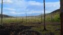 Погибший лес к востоку от Норильска  