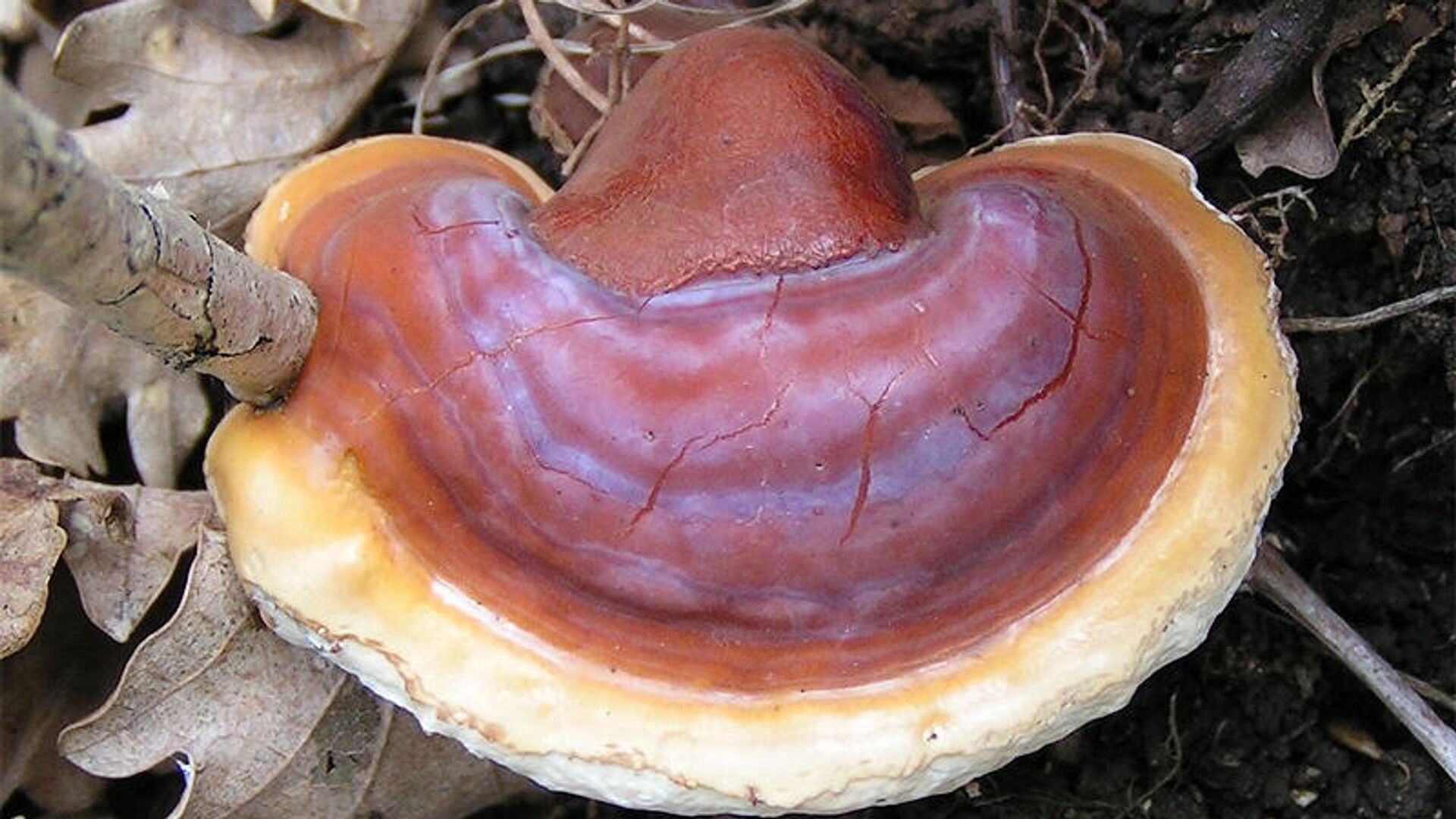 Ученые обнаружили новые целебные свойства древесного гриба