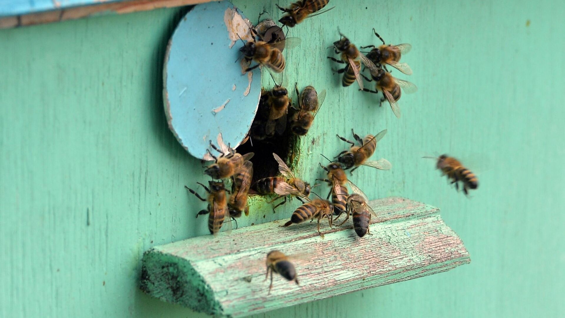Зоолог рассказал о древних пчелах и их уникальных способностях
