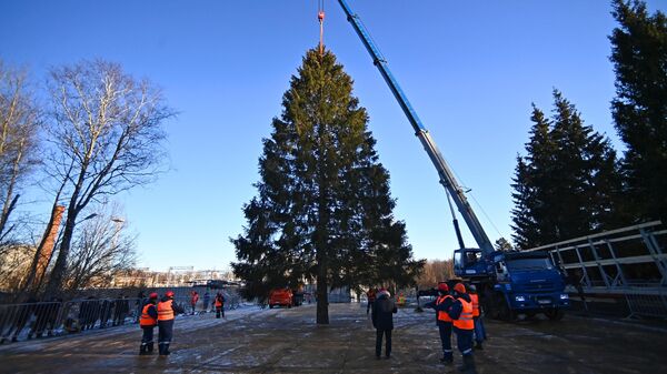 В Подмосковье срубили главную новогоднюю ёлку страны 