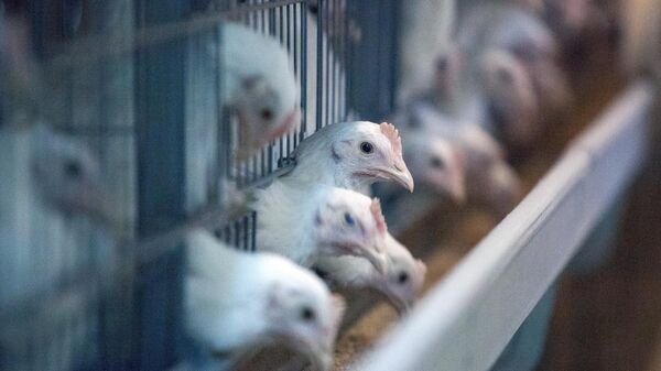 Вирусологи оценили риск эпидемии птичьего гриппа среди людей