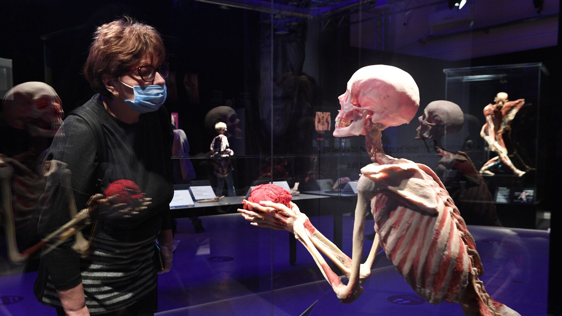 Выставка Body Worlds. Мир тела в Москве Выставка Body Worlds. Мир тела в Москве - РИА Новости, 1920, 12.03.2021
