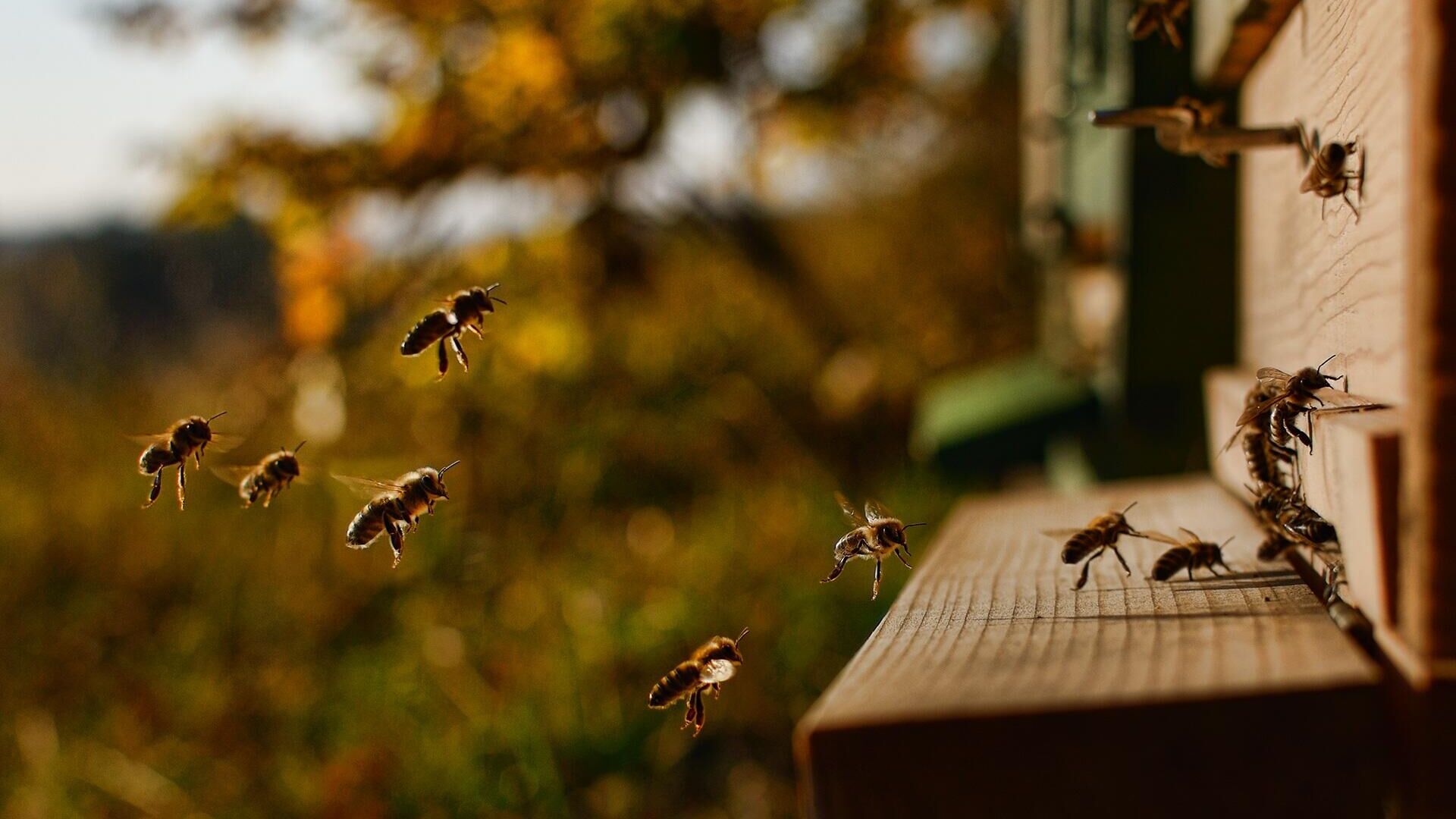 В России вступил в силу закон о пчеловодстве