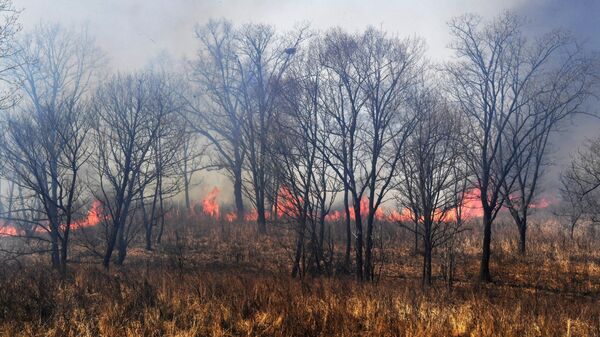 Дожди потушили все лесные пожары в Магаданской области