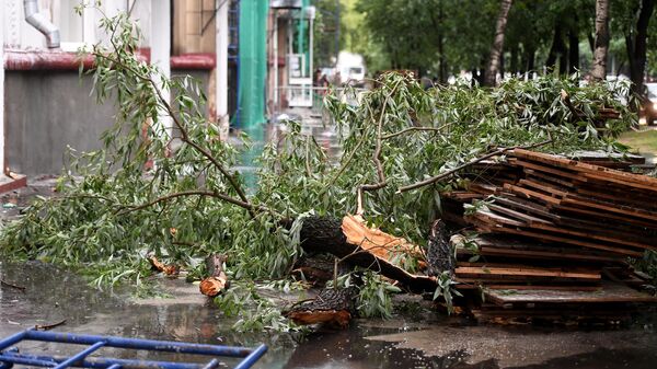 На севере Москвы на проезжую часть упало дерево