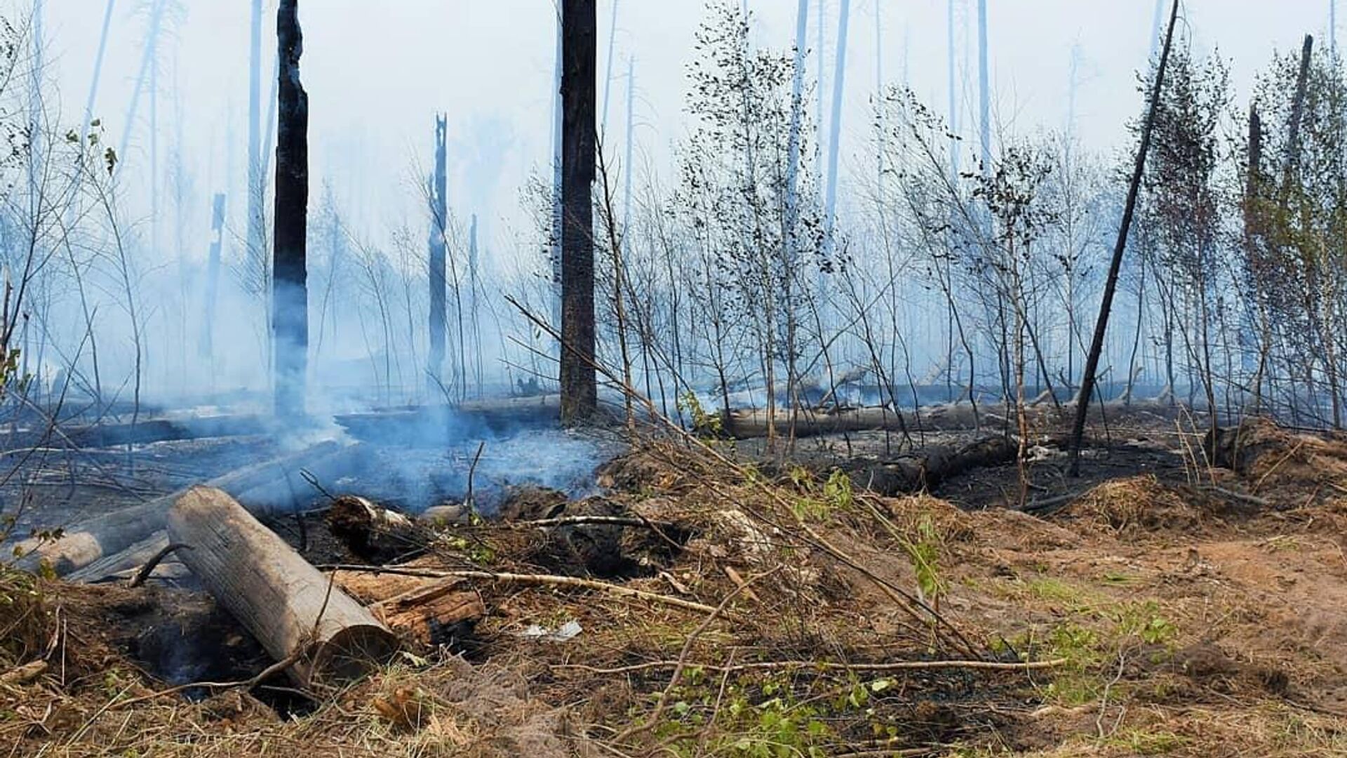 МЧС оценило площадь двух очагов пожаров в Мордовии и Нижегородской области