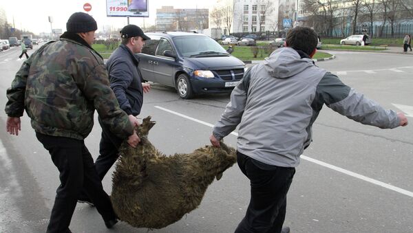 Подготовка к мусульманскому празднику Курбан-Байрам в Москве Подготовка к мусульманскому празднику Курбан-Байрам в Москве
