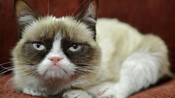 Сердитый кот (Grumpy Cat) - один из самых известных мемов современности Сердитый кот (Grumpy Cat) - один из самых известных мемов современности
