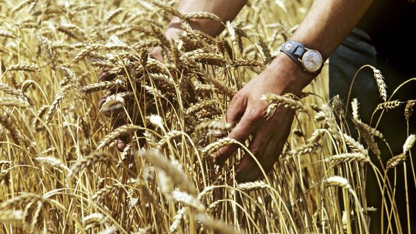 Пшеница в Киевской области
