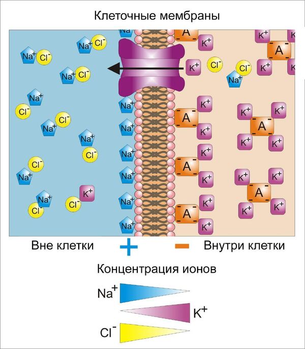 Работа мембранного белка KR2 Работа мембранного белка KR2