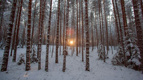 Зимний лес Зимний лес
