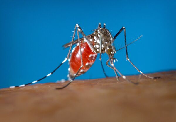 Самка комара Aedes albopictus - переносчика вируса Зика Самка комара Aedes albopictus - переносчика вируса Зика