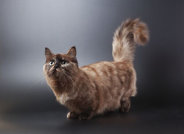 Котенок породы манчкин Котенок породы манчкин