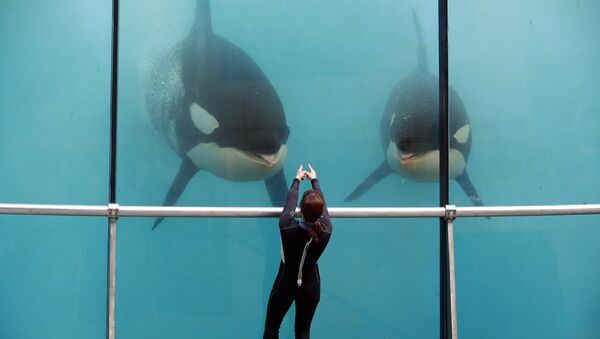 Косатки в парке Marineland в городе Антиб. Франция Косатки в парке Marineland в городе Антиб. Франция
