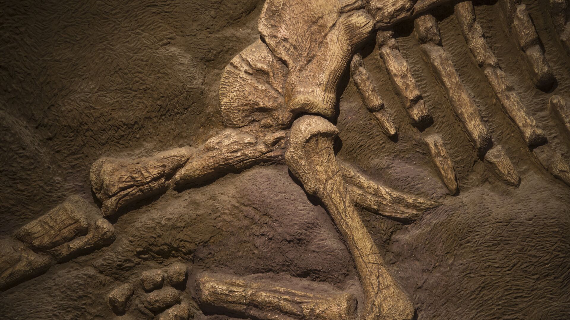 Мексиканские ученые обнаружили новый вид динозавра