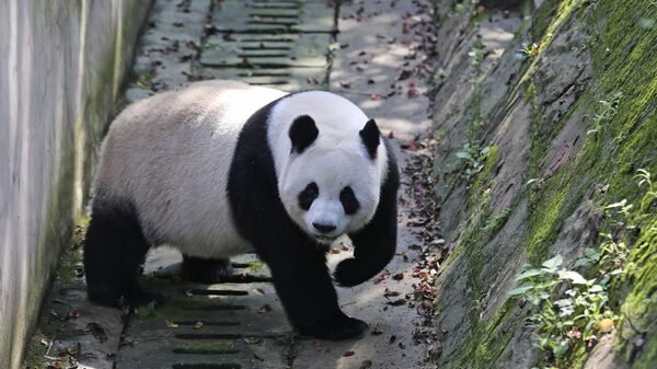 Большая панда. Архивное фото