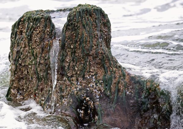 Берег Балтийского моря, где вода отступила от берега на 20 метров, обнажив пни реликтовых деревьев Берег Балтийского моря, где вода отступила от берега на 20 метров, обнажив пни реликтовых деревьев