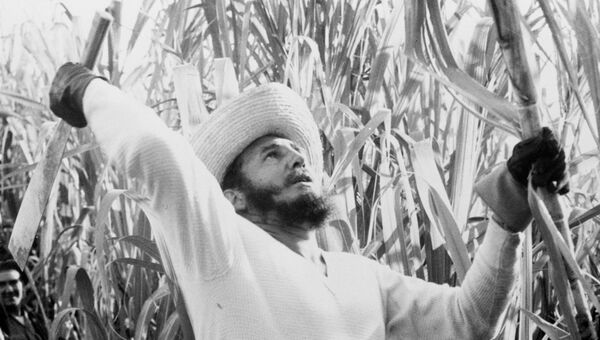 Премьер-министр Кубы Фидель Кастро на рубке тростника. 13 февраля 1961 Премьер-министр Кубы Фидель Кастро на рубке тростника. 13 февраля 1961