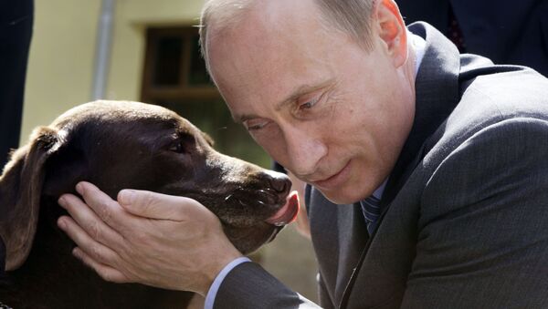 Владимир Путин с собакой породы лабрадор по кличке Тоник во время встречи с российскими спасателями в резиденции Ново-Огарево. 6 июня 2008 Владимир Путин с собакой породы лабрадор по кличке Тоник во время встречи с российскими спасателями в резиденции Ново-Огарево. 6 июня 2008