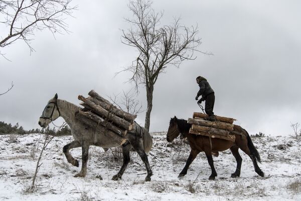 Дровосек перевозит лес на лошодях возле Софии, Болгария Дровосек перевозит лес на лошодях возле Софии, Болгария